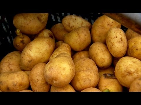Nasıl Kesmek Ve Patates Bitki | S. Allen Smith Klasikleri Resim 1