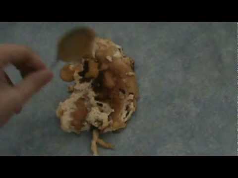Nasıl Doğru Bir Şekilde Yanmış Bir Omlet Servis Resim 1