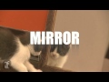Ayna - Ayna Cats, Kediler Marvel Resim 2