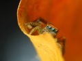 Saitis Barbipes - En Güzel Atlama Örümcek Resim 2
