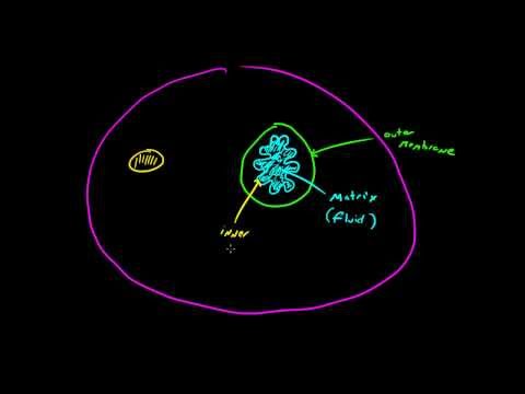 Biyoloji Ders - 26 - Mitokondri Resim 1