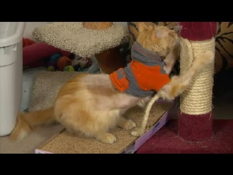 Bir Kedi Kanepenin Köşesinde Tırmalamak İçin Çözüm : Kedi Bakım İpuçları