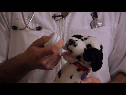 Nasıl Da Dalga Yeni Doğmuş Bir Köpek Yavrusu Kaydetmek İçin : Hayvan Sağlığı Resim 1
