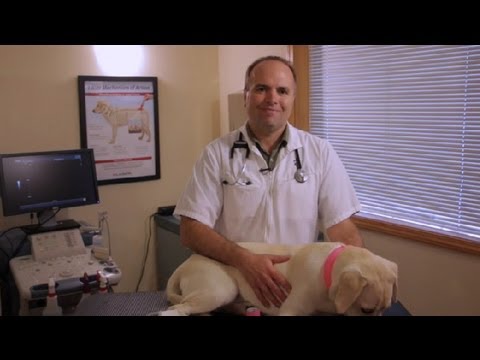 Nasıl'Blister In : Evcil hayvan Sağlık\Bir Köpek Tedavi etmek İçin  Resim 1