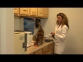 Nasıl Pire İle Kedi Yıkanmak İçin : Kedi Sağlık Ve Davranış Resim 3