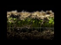Ağır Çekim Video - Bitki Yetiştirme - Time Lapse Photography Resim 3