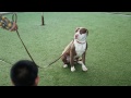 Nasıl Çocuklar İçin Bir Pit Bull Tren : Köpek Yetiştirme  Resim 4