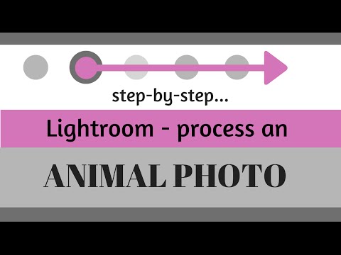 Düzenleme Ve Adobe Lightroom Hayvan Fotoğraf Geliştirmek Resim 1
