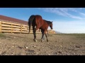 Gopro: Macera - Vahşi Mustang