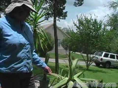 Herb Bahçe: Tıbbi Kullanım İçin Aloe Vera Ve At Kuyruğu