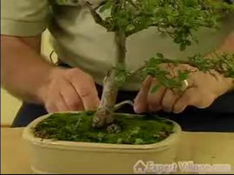 Nasıl Büyümek Bonsai Ağaçlar İçin: Nasıl Senin Bonsai Ağacı Bakımı: Bonsai Bakım Resim 1