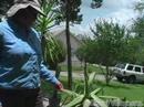Herb Bahçe: Tıbbi Kullanım İçin Aloe Vera Ve At Kuyruğu Resim 3
