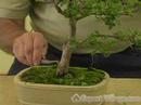 Nasıl Büyümek Bonsai Ağaçlar İçin: Nasıl Senin Bonsai Ağacı Bakımı: Bonsai Bakım Resim 4