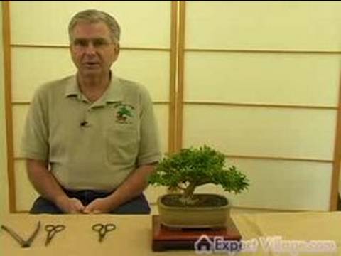 Nasıl Bonsai Ağaçlar Büyümeye: Bonsai Tarihçesi