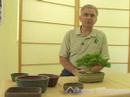 Nasıl Büyümek Bonsai Ağaçlar İçin: Bonsai Pot Rolü Nedir?