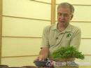 Nasıl Büyümek Bonsai Ağaçlar İçin: Bonsai Pot Rolü Nedir? Resim 3