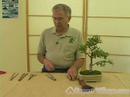 Nasıl Bonsai Ağaçlar Büyümeye: Bonsai Ağacı Bakımı İçin Gerekli Araçları Resim 4