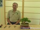 Nasıl Bonsai Ağaçlar Büyümeye: Bonsai Tarihçesi Resim 4