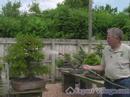 Nasıl Büyümek Bonsai Ağaçlar İçin: Nasıl Senin Bonsai Ağaçlar Su Kez: İpuçları Sulama Bonsai Resim 4