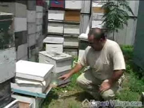 Arıcılık Sorumluları: Arılar Sürekli Besleme