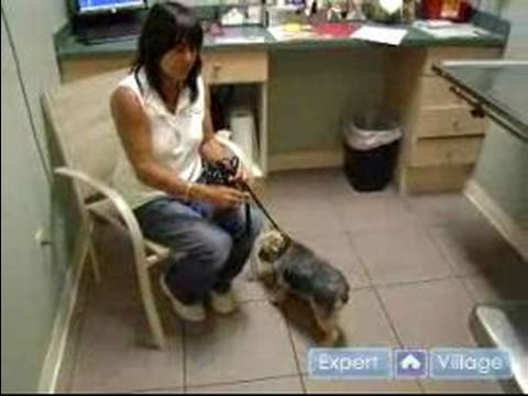 Köpek Sağlık: Köpekler Ve Veteriner Muayene Odası Yatıştırıcı Resim 1