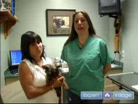 Köpek Sağlık: Solucanlar İçin Kontrol Ve Senin Köpek Deworming Resim 1