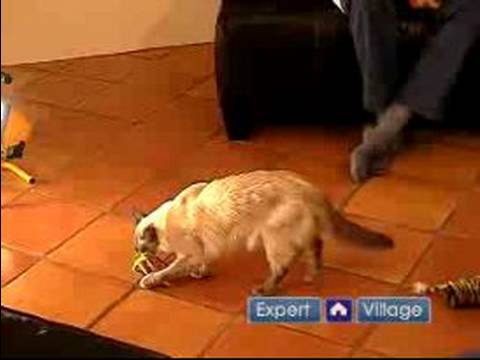 Oyuncaklar İle Kedi Eğlendirmek İçin Nasıl Kedinizi Formda Ve Sağlıklı Tutmak :  Resim 1