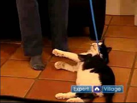 Tasması Olan Bir Kedi Yürümeyi Kedinizi Formda Ve Sağlıklı Tutmak :  Resim 1