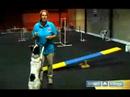 Çeviklik Eğitim Köpekler İçin: Bkz: Testere Köpek Çeviklik Eğitim Sırasında Öğretmek Resim 3