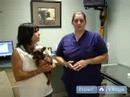 Köpek Sağlık: Heartworm Önleme Köpekler Ve Yavru Köpekler İçin Resim 3