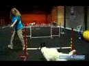 Köpekler İçin Çeviklik Eğitim: Atlama Eğitimi Köpek Çeviklik Eğitim İçin Kullanın Resim 3