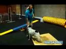 Çeviklik Eğitim Köpekler İçin: Bkz: Testere Köpek Çeviklik Eğitim Sırasında Öğretmek Resim 4