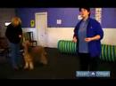 Köpek Komut Üzerine Gelmek İçin Nasıl Öğretmek İçin : Köpek Acil Hatırlama Öğretmek İçin Nasıl  Resim 4