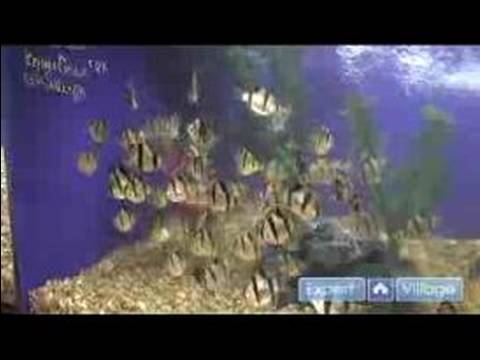 Akvaryum Nasıl Kurulur : Tatlı Su Akvaryumları İçin İyi Bir Başlangıç Balık  Resim 1