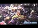 Akvaryum Nasıl Kurulur : Esir Resif 