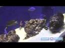 Akvaryum Nasıl Kurulur : Tuzlu Su Akvaryumları İçin İyi Bir Başlangıç Balık  Resim 3