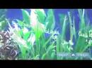 Nasıl Bir Akvaryum Kurmak İçin : Canlı Tatlı Su Bitkileri Akvaryum Dekorasyon  Resim 3