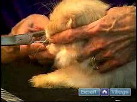 Nasıl Uzun Saçlı Cats Damat: Nasıl Kedi Göz Saç Kesme İçin