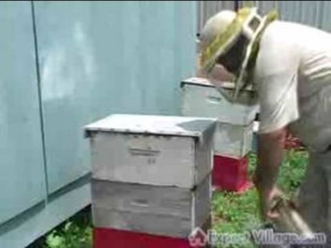 Arıcılık Sorumluları: Arılar İçmeyi