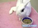 Evde Beslenen Hayvan Tavşan Bakımı: İşaretler Your Pet Tavşan Hasta Olduğu İçin Resim 3