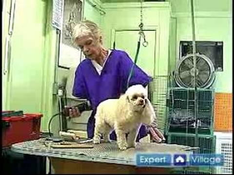 Nasıl Uzun-Kıl Köpek Damat: Nasıl Bir Köpek Damat İçin Konumlandırmak Resim 1