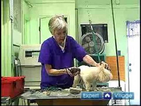 Nasıl Uzun-Kıl Köpek Damat: Nasıl Dağınık Saçlı Bir Köpeğin Gövde Damat