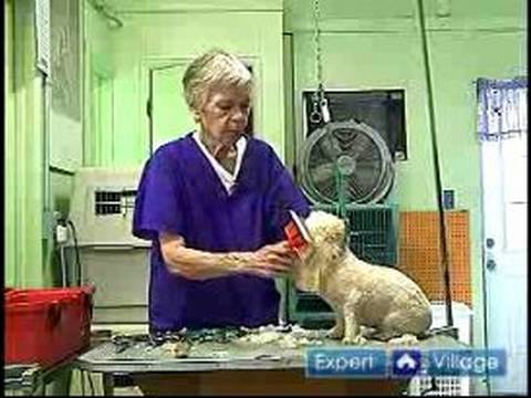 Nasıl Uzun-Kıl Köpek Damat: Nasıl Dağınık Saçlı Bir Köpeğin Kafası Damat Resim 1