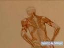Nasıl İnsan Vücudu Çizmek İçin : İnsan Kas Ve Kemik Yapısı Çizim 
