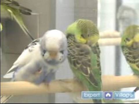 Nasıl Bir Evde Beslenen Hayvan Kuş Seçmek İçin: Evde Beslenen Hayvan Kuş İçin Tıbbi Bakım Maliyeti Göz Önünde Bulundurun Resim 1
