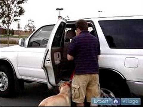 Kolay Ve Rahat Bir Köpek İle Seyahat : Araba Pencereden Dışarı Başını Yapışmasını Köpek Önlemek 