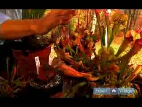 Nasıl Sarracenia Büyümeye: Uyuşukluk İçinde Etobur Sürahi Bitkiler Resim 1