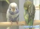 Nasıl Bir Evde Beslenen Hayvan Kuş Seçmek İçin: Evde Beslenen Hayvan Kuş Seçmeden Önce Birçok Unsurlar Göz Önünde Bulundurun