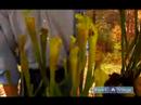Nasıl Sarracenia Büyümeye: Etobur Sürahi Bitkiler İçin Koruma İpuçları Resim 3