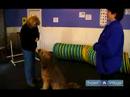 Nasıl Köpek Komut Üzerine Gelmek Öğretmek : Güvenilir Köpek Davranış İşaretleri Hatırlıyor Öğrenin  Resim 4